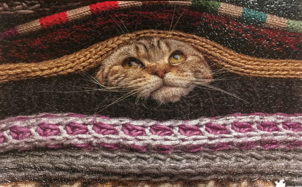 Cat In Quilt.jpg